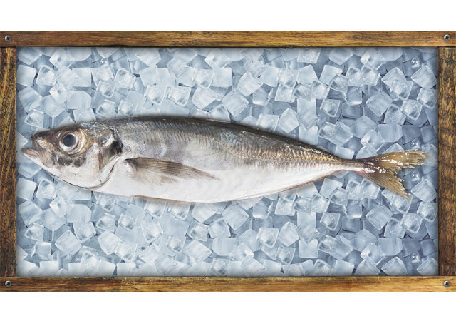 Jurel  Jack  Horse Mackerel