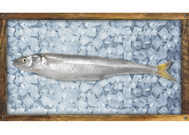 Pejerrey / Silver Smelt / Odontesthes regia regia