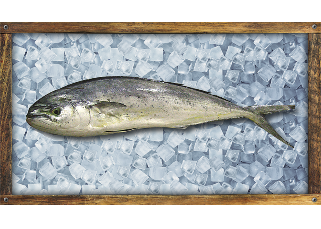 Perico,Dorado / Mahi Mahi / Coryphaena hippurus