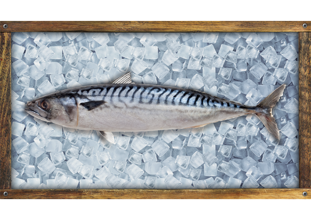 Caballa Pacific - Chub Mackerel
